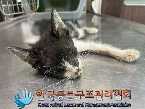한국동물구조관리협회_411306202400699